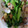 クックG8BM79☆'s cooksnap of when they made 簡単！なばなとあさりの酒蒸し.
