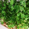 ちまきあん's cooksnap of when they made 簡単！豆苗の切り方~育て方.