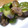 雛っち's cooksnap of when they made 豚肉と夏野菜の中華炒め.