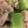 ma___111's cooksnap of when they made ブロッコリーの茎のツナ塩炒め.