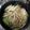 まぁさん。's cooksnap of when they made 掲載■炊飯器で本格♪参鶏湯(ｻﾑｹﾞﾀﾝ.
