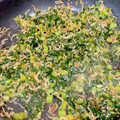 クックDDW12J☆'s cooksnap of when they made 激安！簡単♫大根葉のきんぴら風.