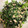 クックWI668R☆'s cooksnap of when they made 箸が止まらない☆春菊のツナマヨ和え！.