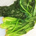 ムーミン☆ママ's cooksnap of when they made 美味♡ほうれん草の茹で方.
