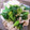 ﾏﾕｺｺ's cooksnap of when they made 豚肉と菜の花と葉玉ねぎのゆずこしょう炒め.