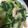 やーしー's cooksnap of when they made ☼えびと小松菜のにんにく炒め.