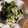 うさぽんぽん♪'s cooksnap of when they made さっぱり美味しい！えのきと三つ葉の和え物.