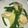 inunomomo's cooksnap of when they made 鶏むねとキャベツのさっぱりレモン炒め*･.