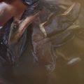 HuéHuém's cooksnap of when they made 超簡単☆激うま！揚げなすあんかけうどん♫.