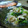 こみみなぞう's cooksnap of when they made ほたてのヒモと三つ葉のおひたし.