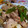 クックPJK39D☆'s cooksnap of when they made 鶏とスナップエンドウの粒マスタード炒め.