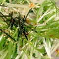 気まぐれ☆NORI's cooksnap of when they made パパッと簡単！新玉ねぎと水菜のぽんサラダ.