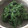 ☆こまっと☆'s cooksnap of when they made よもぎの採取・下ごしらえ　.