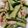 クック3B4H42☆'s cooksnap of when they made きゅうりとサラダチキンの中華あえ.