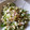 ねずみんパラダイス's cooksnap of when they made 山形ばあちゃんの　だす！　(だし).