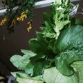 ふぁんたにゃん's cooksnap of when they made 干し野菜★大根の葉っぱ、干してみました！.