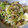★ほのどんママ★'s cooksnap of when they made キャベツとアサリの酒蒸し.