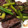 harmony7's cooksnap of when they made レバーとにんにくの芽のオイスター炒め.