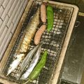 ぷぬーぴーさん's cooksnap of when they made あこがれの七輪で焼くさんま.