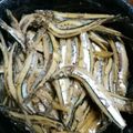 クック7FNN0F☆'s cooksnap of when they made きびなごの煮付け.
