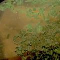 MULA's cooksnap of when they made 鯛のあらのお吸い物.