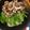 まな姫's cooksnap of when they made 牛肉のクリーム煮＊ゲシュネッツェルテス.