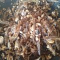 mrspeony's cooksnap of when they made くるみ田作り.