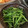 クックI5AK2K☆'s cooksnap of when they made ニンニクの芽の中華風お浸し.