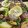 daisy⁂'s cooksnap of when they made あさりと新じゃがのワイン蒸し.