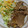 kumitch's cooksnap of when they made 焼肉のたれで簡単♪漬け込み豚肉の生姜焼き.