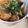 あさここなっつ's cooksnap of when they made 超時短！サバ缶で丸ごと簡単♡サバの味噌煮.