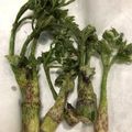 riomaru3's cooksnap of when they made 山菜 ♪カラットサクサク ウドの天ぷら♪.