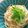 ahoytommy's cooksnap of when they made たらこスパゲティー～水切りヨーグルトで.
