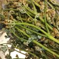 とっちょ1214's cooksnap of when they made わらび アク抜き.
