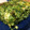 かにゃにゃコ's cooksnap of when they made 磯の香り♡生海苔の卵焼き.