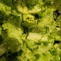 かめのたろう's cooksnap of when they made 簡単過ぎる焼肉屋さんのサラダ.