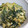 soraolive's cooksnap of when they made 新玉ねぎの葉の卵とじ.