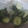 クックUL8OCM☆'s cooksnap of when they made 便利！きゅうりの冷凍保存.