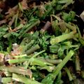 ＊はあさ＊'s cooksnap of when they made 山菜・しどけのおひたしおかか和え.