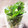 クックL8U9HI☆'s cooksnap of when they made シソ(大葉)の保存方法.
