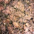 yokyomami's cooksnap of when they made 大量消費！病みつきパセリのお好み焼き風.