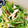 pnkdiamond's cooksnap of when they made 水菜とみょうがのアジアンサラダ.