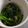 きょこ1028's cooksnap of when they made 簡単★春菊とナッツの塩麹胡麻和え.