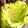 クックN0E431☆'s cooksnap of when they made ロールキャベツ☺キャベツの外し方・巻き方.