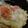 クックGCMPUO☆'s cooksnap of when they made おいしいな♪にぎすの天ぷら　おまけつき.