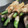 ちばと's cooksnap of when they made 豚肉いんげん巻きでしょうが焼き！.