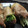ちばと's cooksnap of when they made 水菜と大根の豚肉巻き.