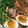 ﾌﾞﾚﾝﾀﾞ's cooksnap of when they made 簡単！春菊の切り方.