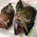 ＊＊＊＊み＊＊＊＊'s cooksnap of when they made ホゴ（カサゴ）の煮付け.