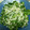 おやんず's cooksnap of when they made 今が旬☆新玉ねぎとわさび菜のツナサラダ.